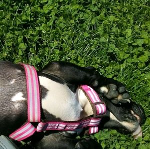 Meet your Posher, Crissy